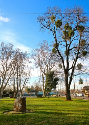 Tree with mistletoe growth in Lodi, California, under a blue sky with clouds, showcasing local vineyard landscape.