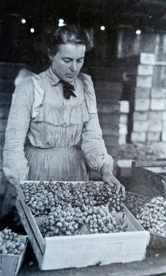 Black and white photo of a woman harvesting grapes for Lodi Winegrape Commission.