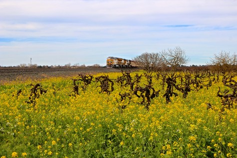 Vineyard with yellow wildflowers and a train in the background in Lodi, California.
