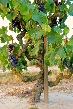 Grapevines with ripe dark purple grapes in a Lodi vineyard for wine production.