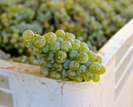 Fresh green winegrapes from Lodi vineyard, ready for harvest and winemaking.