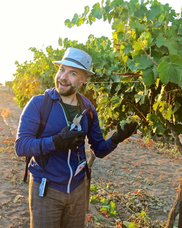Vineyard worker inspecting grapevines in Lodi wine region during harvest season.