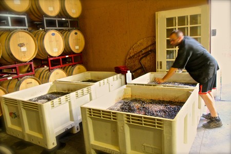 Worker sorting freshly harvested winegrapes in a winery with large fermentation tanks in the background.