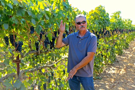 Man inspecting grapevines in a lush vineyard during daytime for Lodi Winegrape Commission.