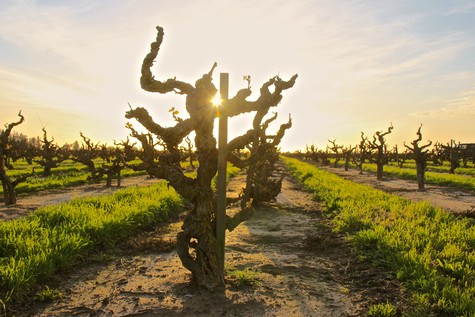 Gnarled grapevine in Lodi vineyard during sunset, showcasing healthy vines and lush green rows.