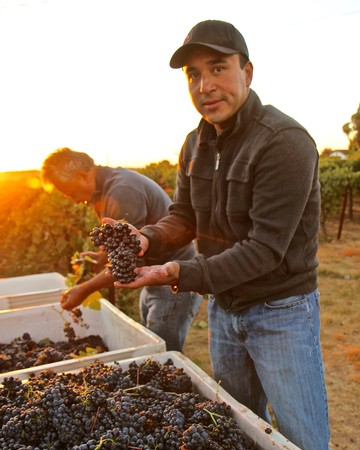 Man holding freshly picked grapes in a vineyard during sunset in Lodi, California.