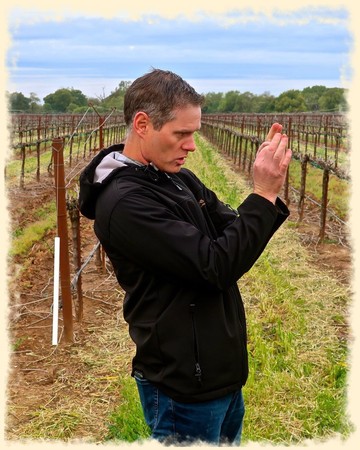 Man inspecting grapevines in a Lodi vineyard with a smartphone, overcast sky, lush green rows, and trellised vines.