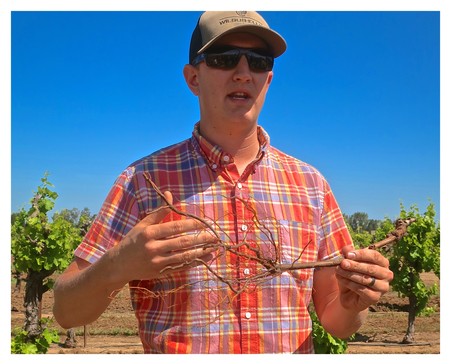 Young man in a plaid shirt and sunglasses holding a grapevine branch in a vineyard during harvest.