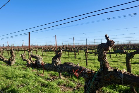 Vineyard in Lodi with gnarled grapevines, trellises, and overhead power lines under a clear blue sky.