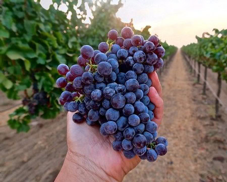 Hand holding a bunch of ripe purple grapes in a vineyard at sunset.