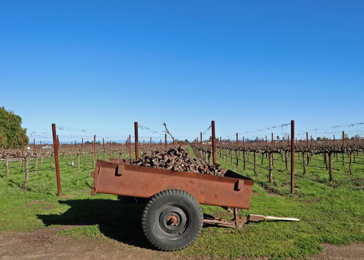 Vineyard with grapevines and a rusty cart filled with soil under a clear blue sky.