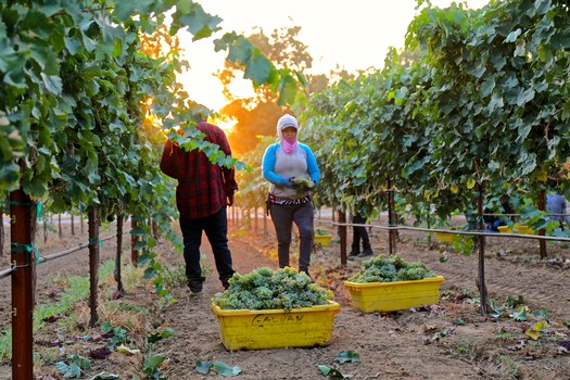 Workers harvesting grapes in a vineyard during sunset for Lodi wine production.