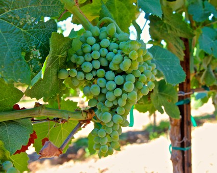 Close-up of a green winegrape cluster hanging from a vine in Lodi, California.
