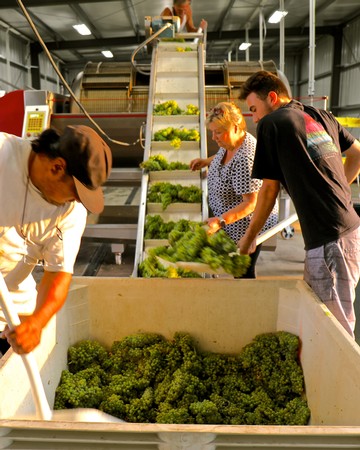 Workers harvesting and sorting fresh winegrapes in a winery facility in Lodi, California.