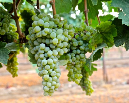 Close-up of green winegrapes hanging on the vine in Lodi, California.