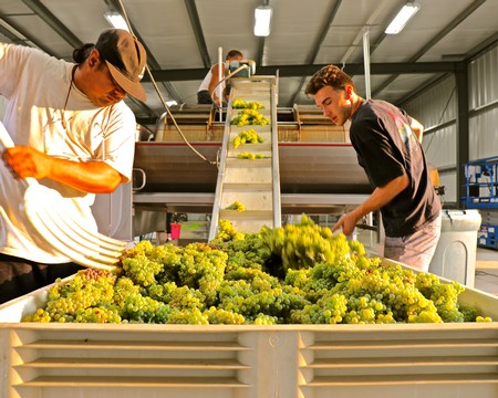 Workers harvesting and sorting grapes in a winery facility for Lodi wine production.
