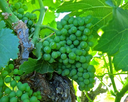 Close-up of a green winegrape cluster on a vine with lush leaves in Lodi, California.