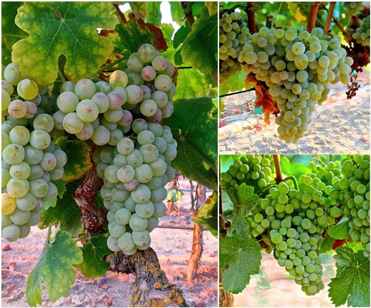 Close-up of ripe white and green winegrapes on the vine in Lodi, California.