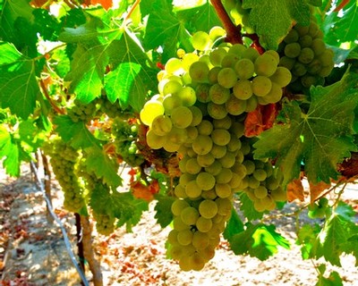 Close-up of a green grape cluster hanging from a vine in a vineyard, surrounded by lush green leaves.