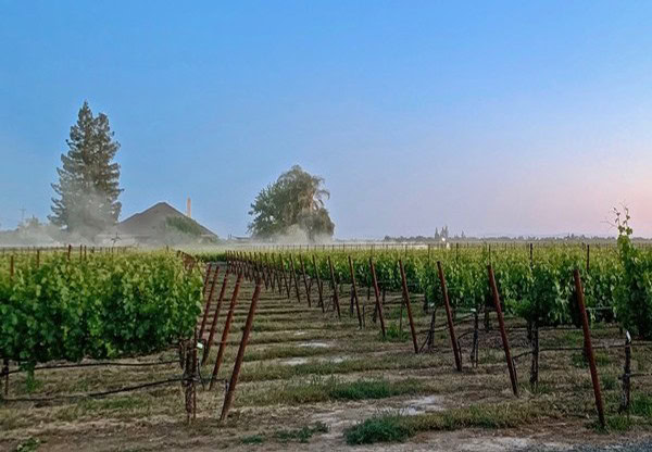 Vineyard in Lodi with rows of grapevines, blue sky, and distant trees, showcasing California's wine-growing region.