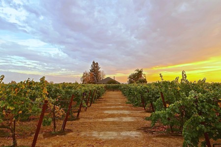 Vineyard rows at sunset in Lodi, California, showcasing lush grapevines under a colorful sky.
