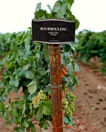 Bourboulenc grapevine in Lodi vineyard with a black label and green grapes.