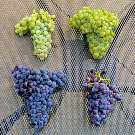 Four clusters of wine grapes from Lodi, California, showing green and purple varieties on a metal surface.