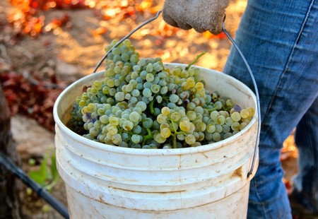 Close-up of a bucket filled with freshly harvested green winegrapes in a vineyard.