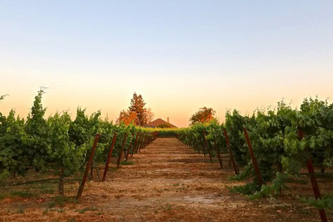 Vineyard rows in Lodi at sunset, showcasing lush grapevines and a peaceful rural landscape.