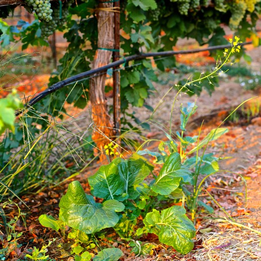Close-up of lush green winegrape leaves and vines in a vineyard, with sunlight highlighting the foliage.