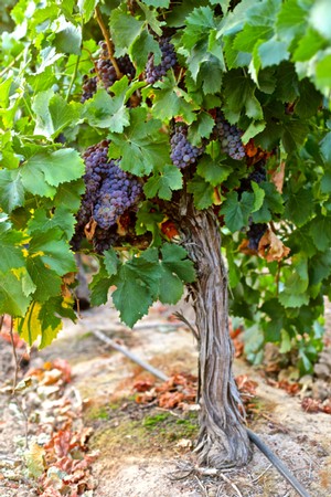Vineyard with ripe purple grapes hanging from a gnarled vine in Lodi, California.