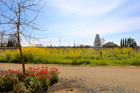 Scenic view of a vineyard in Lodi with blooming flowers and a clear sky.