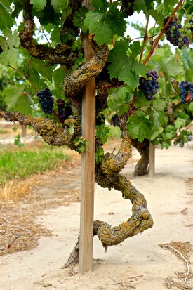 Grapevine with twisted trunk and ripe dark grapes in Lodi wine region.