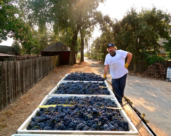 Farmer with harvested grapes on a rural road in Lodi, California, during the wine grape harvest season.