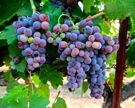 Close-up of ripe purple and green winegrapes on the vine in Lodi, California, ready for harvest.