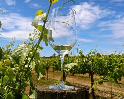 Glass of white wine on a vineyard post with lush grapevines and blue sky in the background.
