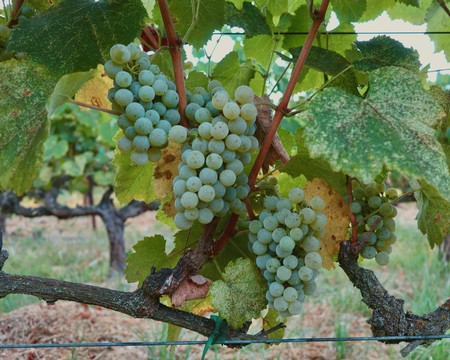 Close-up of a cluster of green wine grapes hanging from a vine in a vineyard.