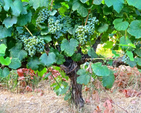 Close-up of grape clusters on a vine in a Lodi winegrape vineyard, showcasing healthy green grapes ready for harvest.