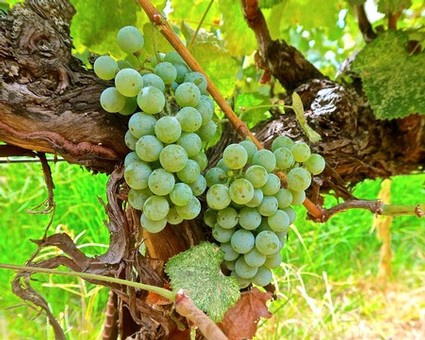 Close-up of a green winegrape cluster on a vine in Lodi, California, highlighting premium grape quality.