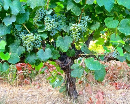 Grapevine with clusters of green grapes in a Lodi vineyard, ready for harvest.