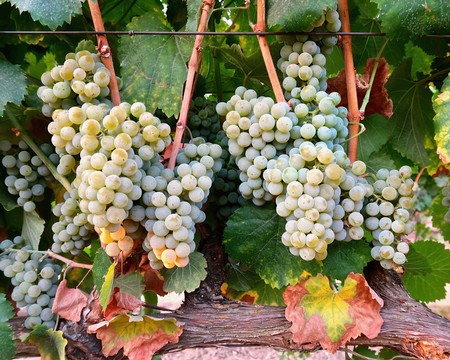 Close-up of ripe white wine grapes on the vine in Lodi, California, ready for harvest.