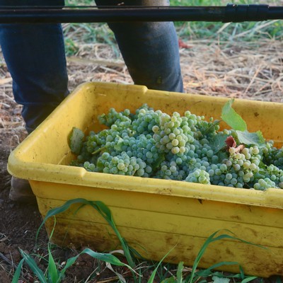 Close-up of harvested green grapes in a yellow container at a Lodi vineyard.