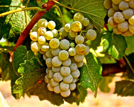 Close-up of ripe white wine grapes on vine, ready for harvest in Lodi wine region.