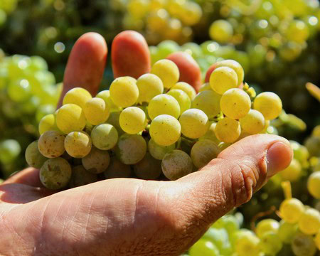 Close-up of a hand holding ripe green wine grapes in a vineyard during harvest.