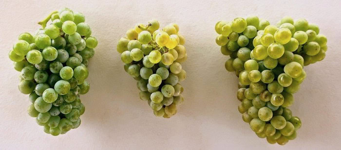 Three clusters of green winegrapes on a white background, showcasing Lodi's grape harvest.