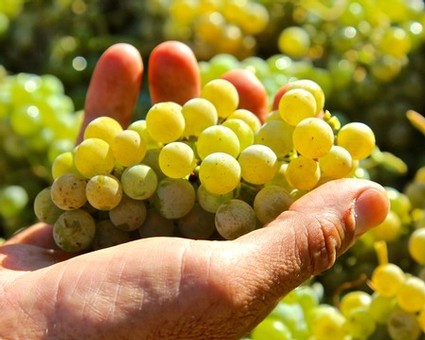 Close-up of a hand holding ripe green wine grapes in Lodi, California.