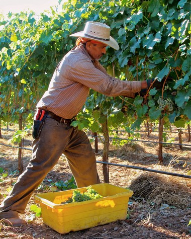 Vineyard worker harvesting grapes in Lodi wine region during daytime.