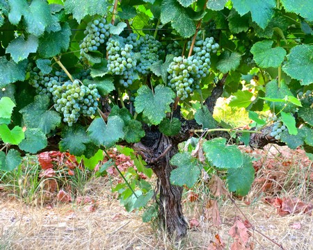 Close-up of a grapevine with green grapes growing in a vineyard in Lodi, California.