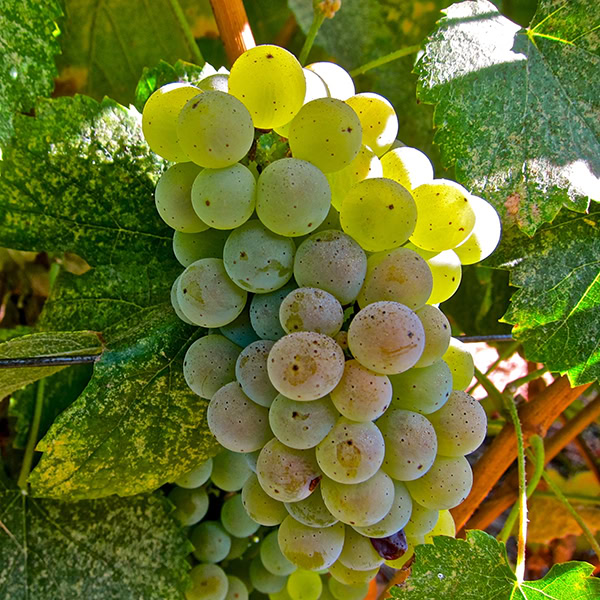Close-up of a ripe green winegrape cluster on the vine, surrounded by green leaves, in Lodi wine region.