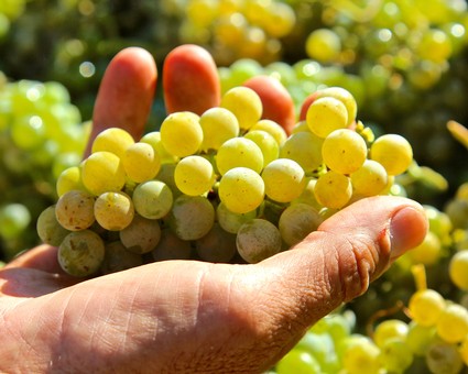 Close-up of a hand holding a bunch of ripe green grapes in a vineyard.